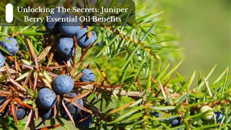  Junkiper Oil: Unlocking the Potential for Sustainable Fragrances and Flavors!