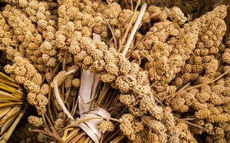  Millet: The Ancient Grain Making Waves in Modern Food & Feed Industries?