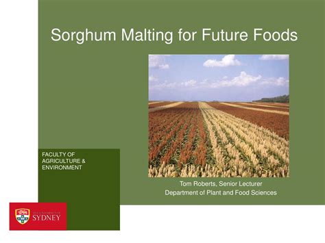  Sorghum: Bổ Sung Giữ Ẩm Cho Các Sản Phẩm Thực Phẩm Tương Lai?!