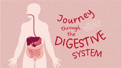 What is Bowel Training: A Journey Through the Digestive Labyrinth